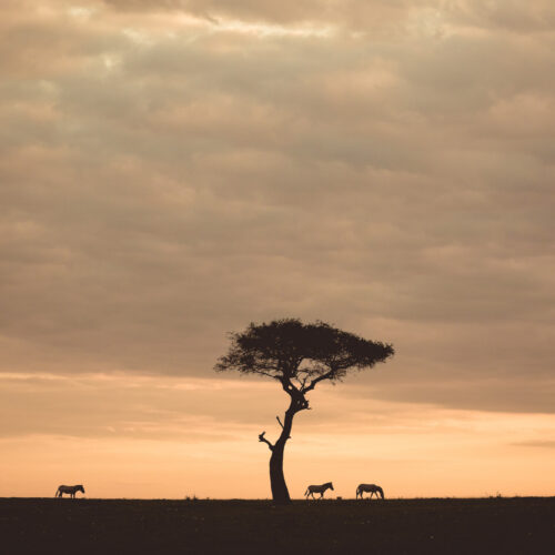 Zebra Sunrise in Mara