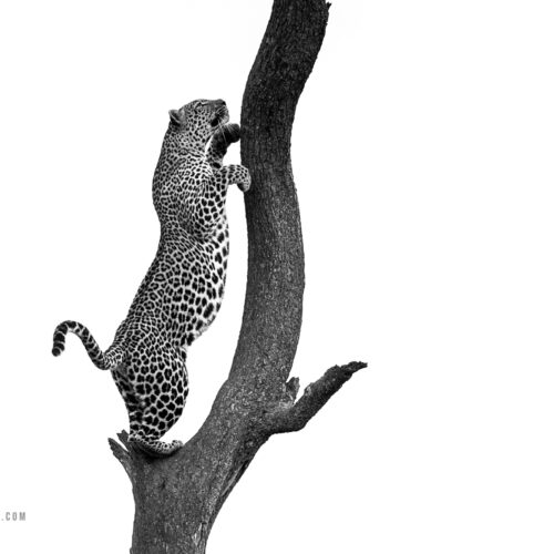 Air Loluka-Maasai Mara