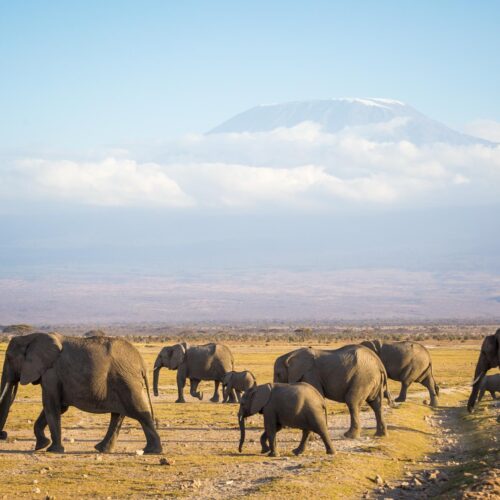Family-Amboseli Kenya
