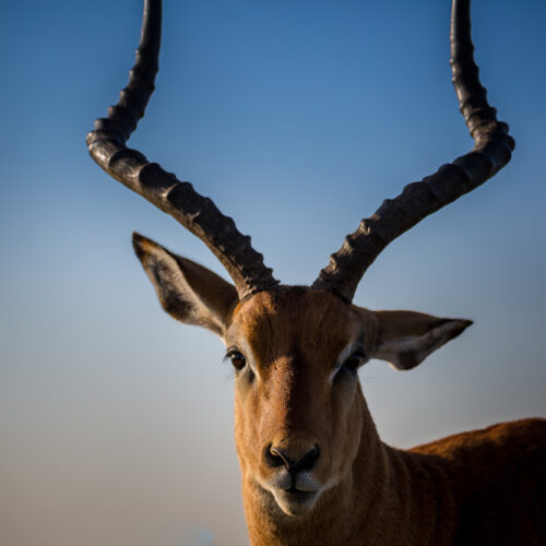 Locked focus-Lake Nakuru