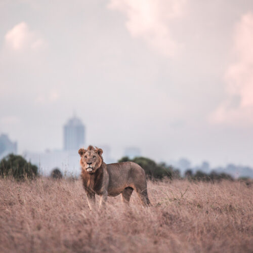 King Sam of Nairobi National Park