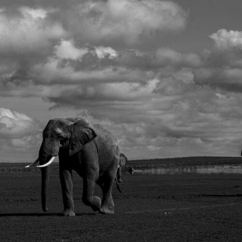 The bulls of Amboseli