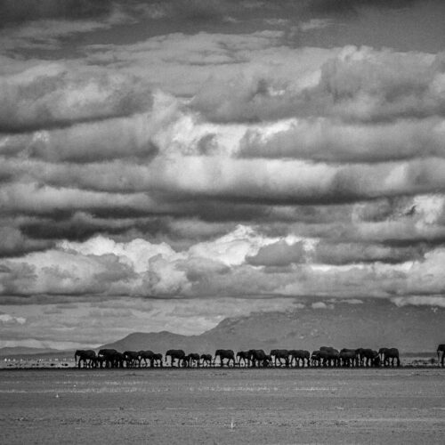 Elephant Landscape in Amboseli