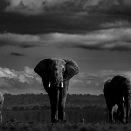 Keeping it low-Elephant Amboseli