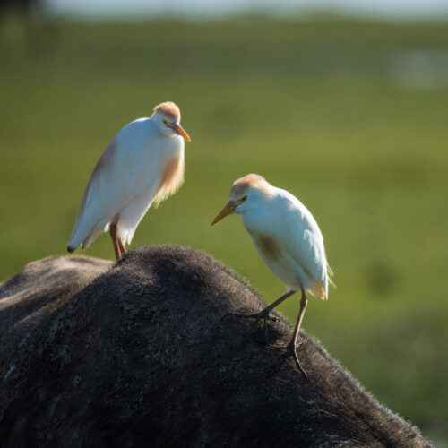 Bird life Amboseli