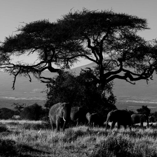 Elephant Family time in Amboseli-Black & White