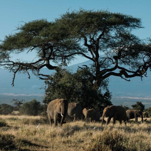 Elephant Family time in Amboseli-Colour
