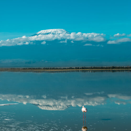 Flamingo in Amboseli