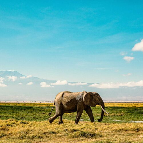 Gentle walkthrough Amboseli