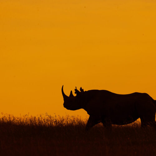Nanyuki running Rhino