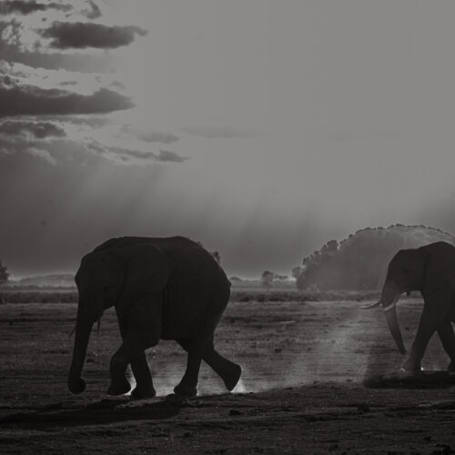Evening run in Amboseli