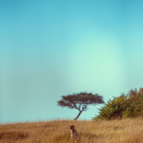 Lone Cheetah Maasai Mara