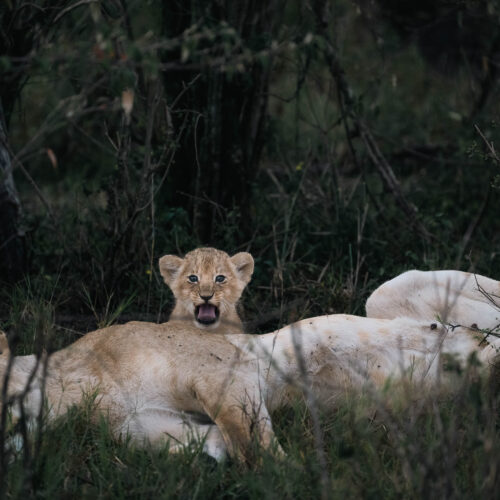 Tough customer in the Wild