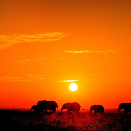 An Elephant sunrise in Maasai Mara