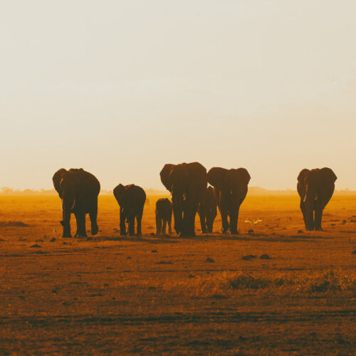 Herd of Elephants-Sunset Amboseli