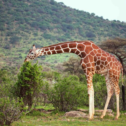 Samburu Reticulated Giraffe
