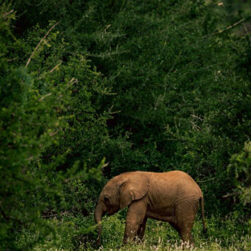 Samburu Little beast