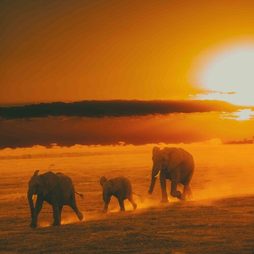 Play time in Amboseli